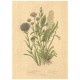 Flax Art Poster | Encyclopedia Wildflower D | FWP-AP-EN1D